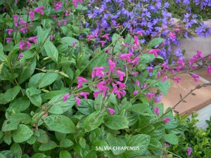 Salvia chiapensis - blossom